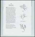 Click on one of the size names below to enlarge this image Click on one of the size names below to enlarge this image