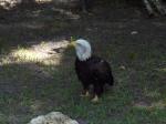 Click on one of the size names above to enlarge this image Click on one of the size names above to enlarge this image