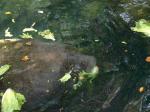 Click on one of the size names above to enlarge this image Click on one of the size names above to enlarge this image
