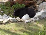 Click on one of the size names above to enlarge this image Click on one of the size names above to enlarge this image
